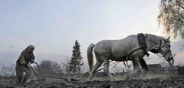 Alexander Turchin de 55 años, trabaja su huerto en Ivankova, una aldea semi-abandonada que todavía hoy arroja un nivel de radiación de 0,90 microsieverts/hora / Foto: Alfons Rodríguez