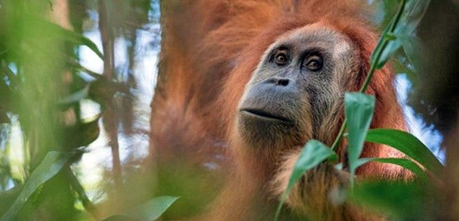 Ejemplar de Pongo tapanuliensis / Foto: Andrew Walmsley - SINC