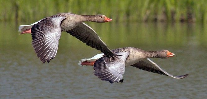 Pareja de gansos alzando el vuelo / Foto: Pixabay