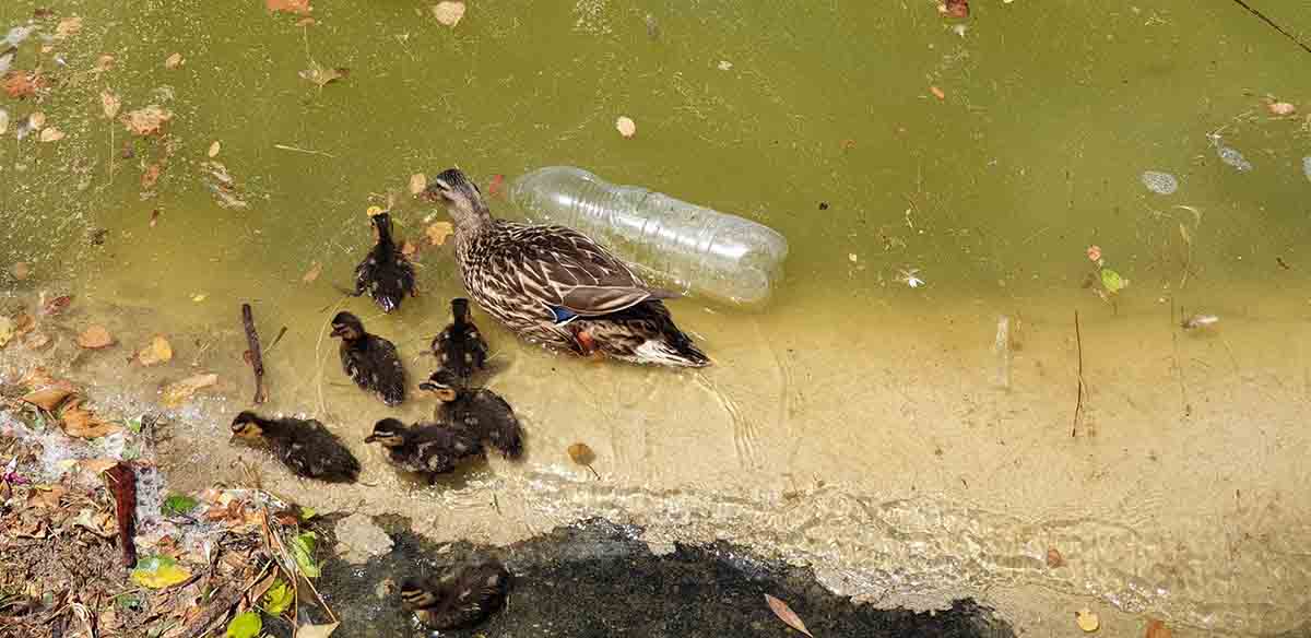 Una hembra de ánade real con sus crías nadando entre suciedad. Detectado un nuevo caso de gripe aviar / Foto: Marcial Rodríguez - EP