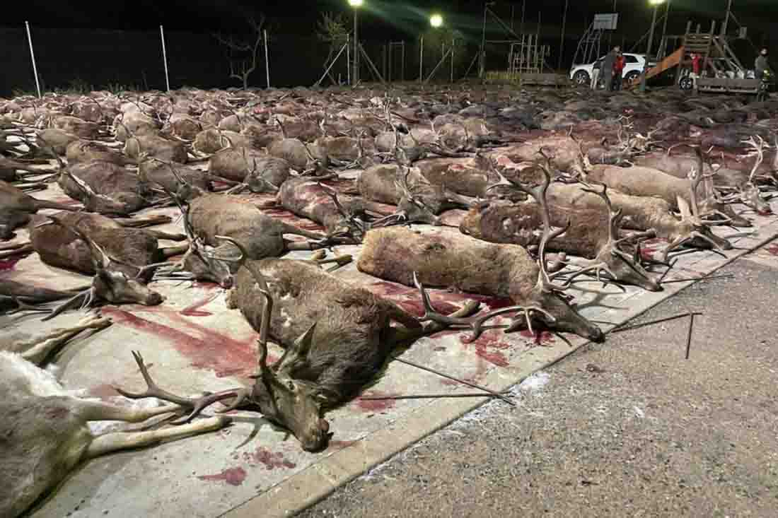 Ciervos abatidos en una cacería en (Villaviciosa) Córdoba / Foto: PACMA - EP