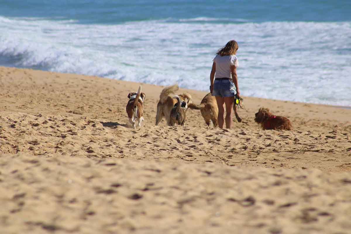 Una persona pasea con sus mascotas en la playa / Foto: EP