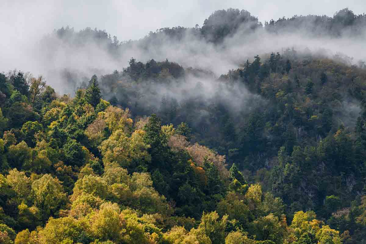 Los eventos climáticos extremos, olas de calor y sequías son los factores que más alteran la capacidad de captación  de CO2 de los bosques / Foto: Pixabay