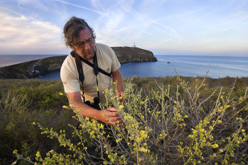 El guarda Vicent Ferris busca plagas exóticas entre la vegetación endémica protegida / Foto: Josep Cano