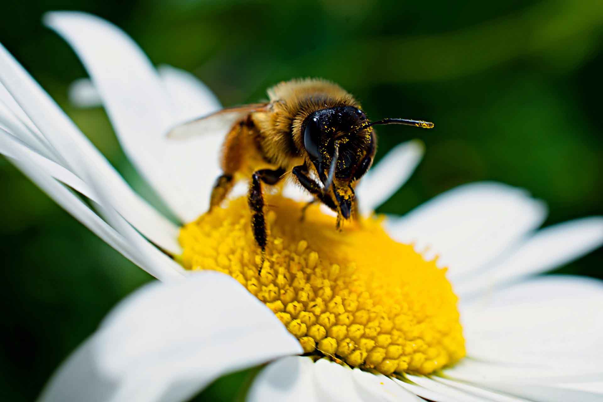 Se ha descubierto que el número de abejas de las orquídeas dependientes de los bosques en Brasil ha disminuido alrededor de un 50% / Foto: Pixabay