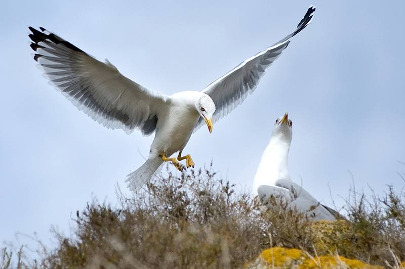 La gaviota de Audouin, que llegó a ser la más amenazada del mundo, tiene uno de sus santuarios en las islas / Foto: Josep Cano