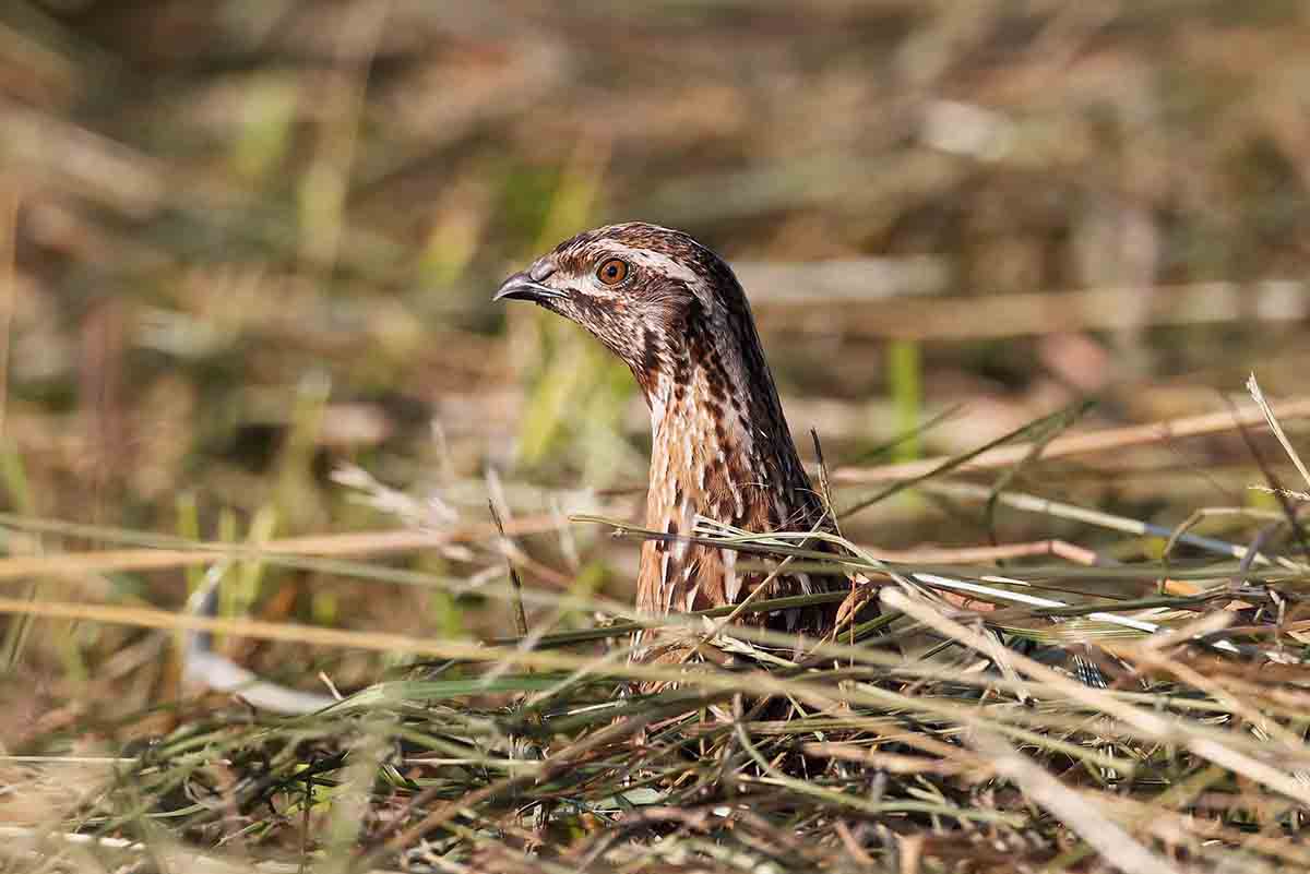 MITECO aplaza declarar a la codorniz especie en peligro de extinción / Foto: SEO/Birdlife - EP