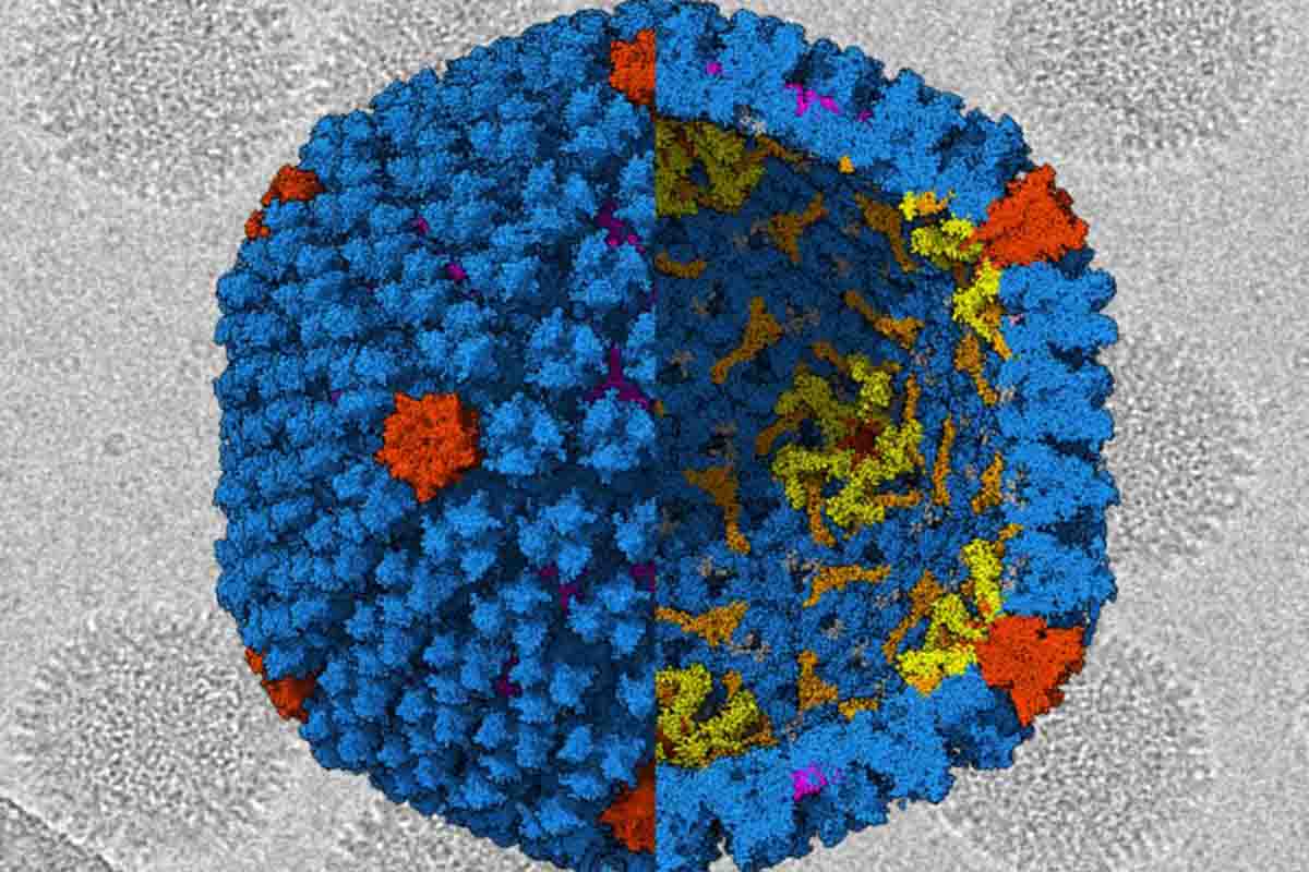 Estructura del adenovirus 41 obtenida a partir de imágenes de crio microscopía electrónica / Imagen: CSIC