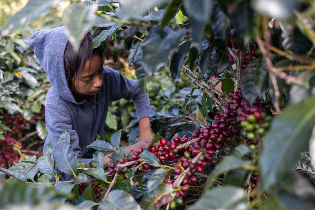 Gran parte de la producción de café se hace con mano de obra infantil / Foto: Contracorriente.red