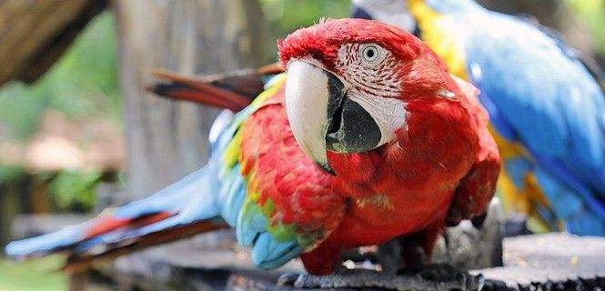 Ejemplar de guacamaya roja / Foto: Caubiten Court