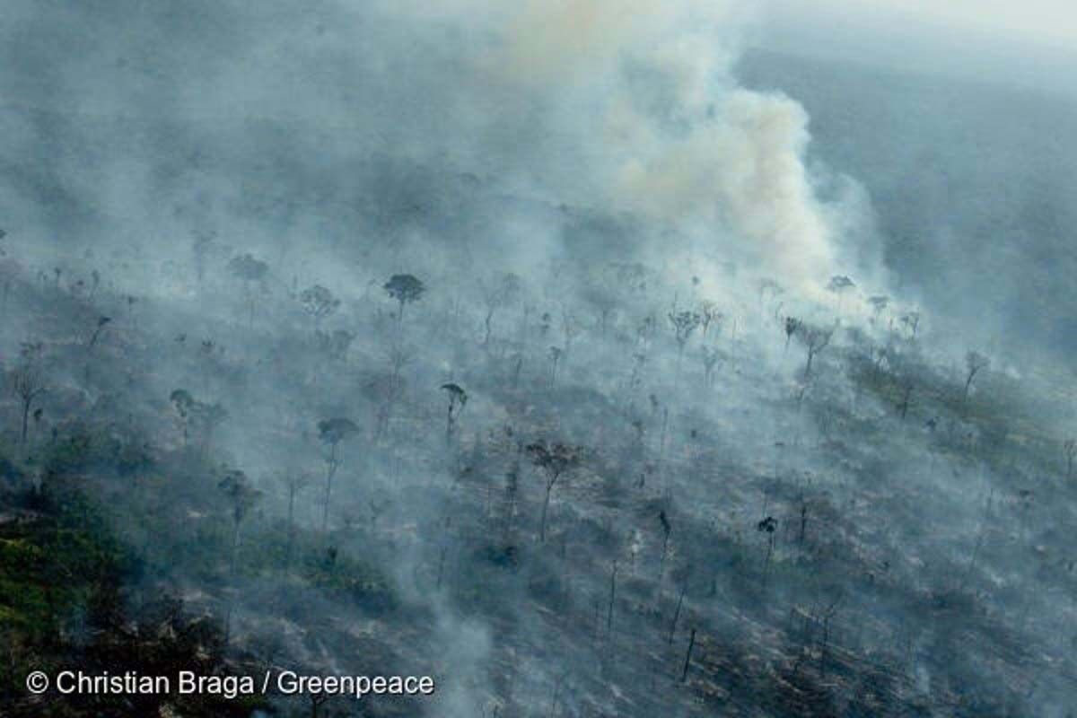 Luchar contra la deforestación legal e ilegal / Foto: Christian Braga/Greenpeace - EP