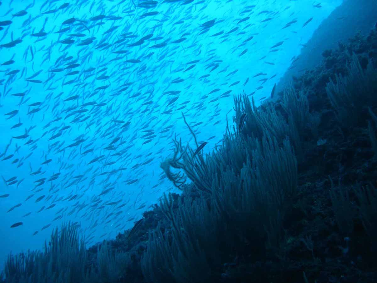 La séptima edición de la Conferencia 'Our Ocean' / Foto: CSIC - EP