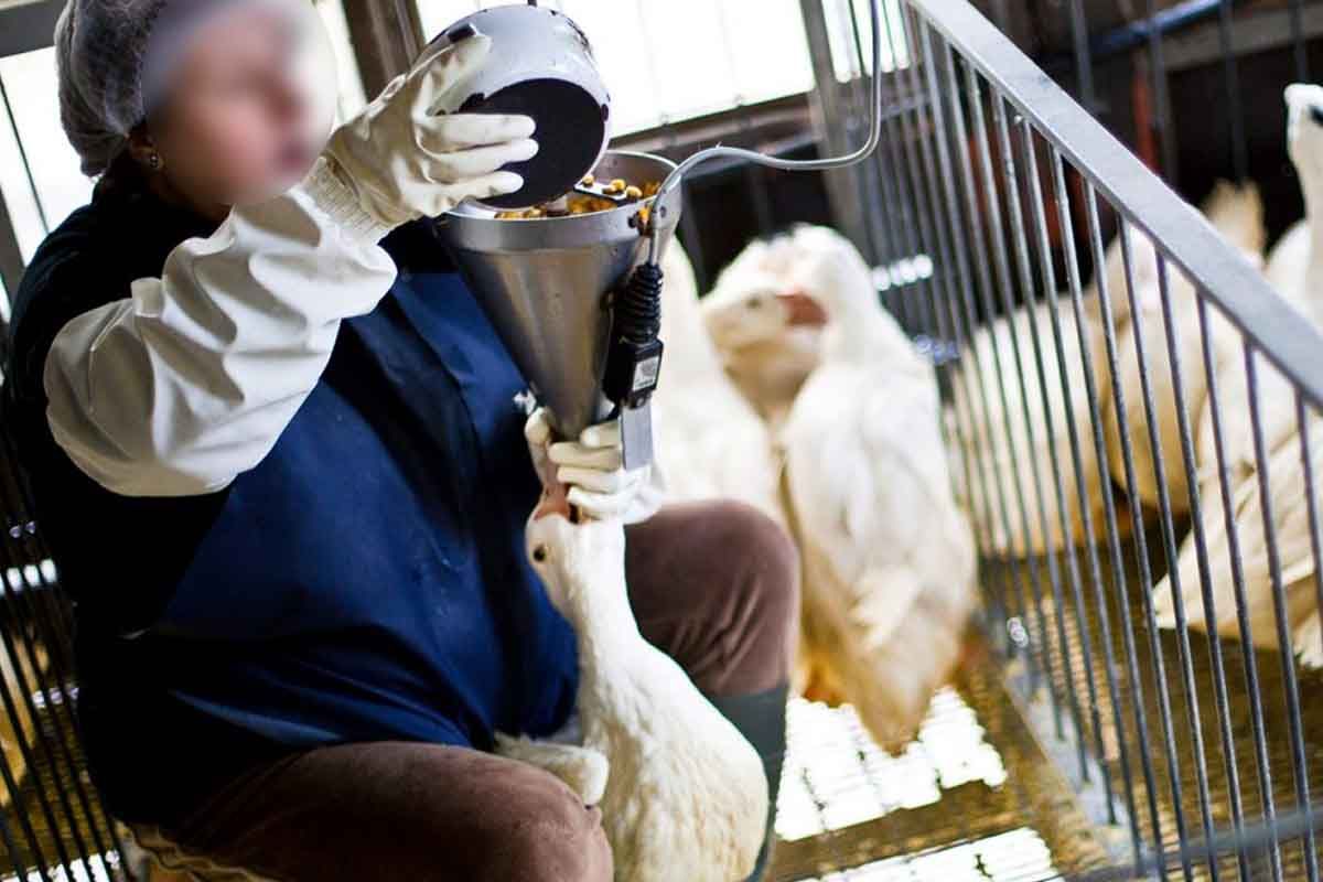 Una trabajadora engorda un ave para la producción de foie gras / Foto: Igualdad Animal