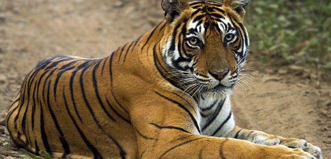 Tigre del Parque Nacional de Nagarhole / Foto: Dibyendu Ash - WMC
