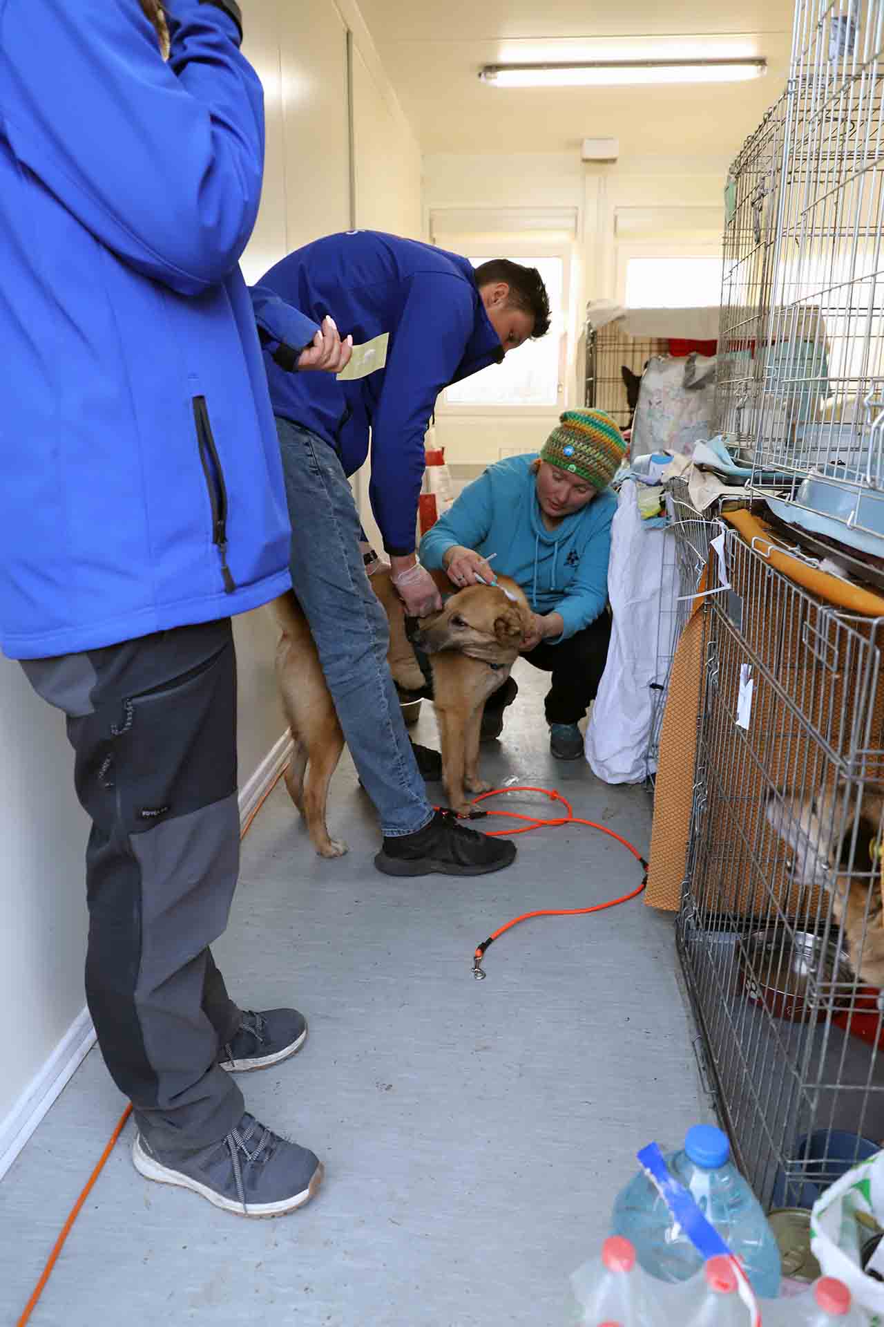 Una veterinaria voluntaria vacuna a una mascota rescatada de Ucrania, en el centro de refugiados de Medyka, Polonia / Foto: FFM - EA