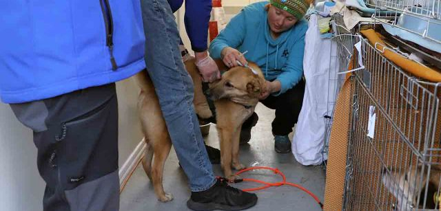 Una veterinaria voluntaria vacuna a una mascota rescatada de Ucrania, en el centro de refugiados de Medyka, Polonia / Foto: FFM - EA