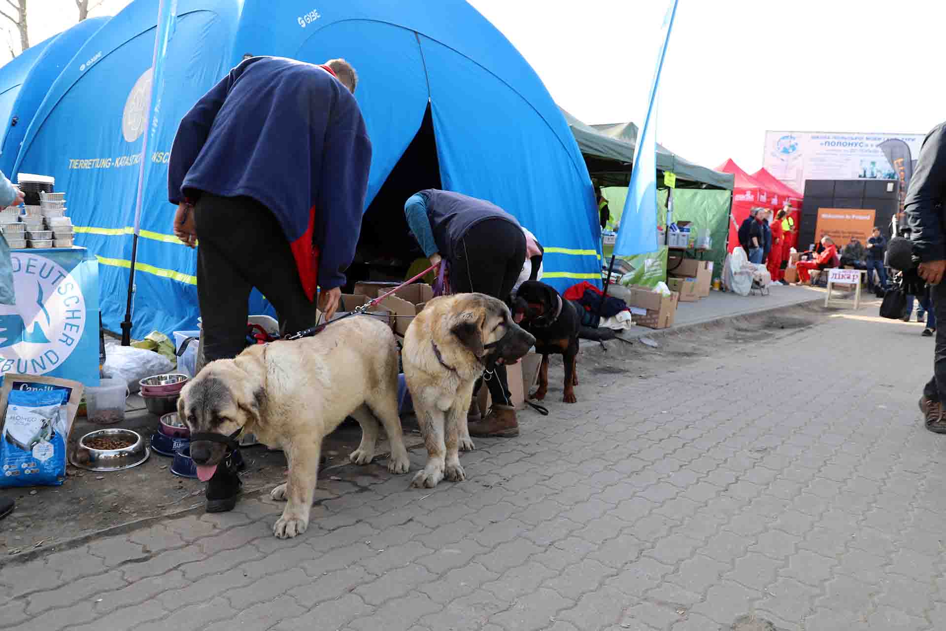 Varios canes acabados de llegar a Medyka (Polonia) desde Ucrania, después de ser atendidos por la organización animalista alemana Der Deutsche Tierschutzbund / Foto: FFM - EA