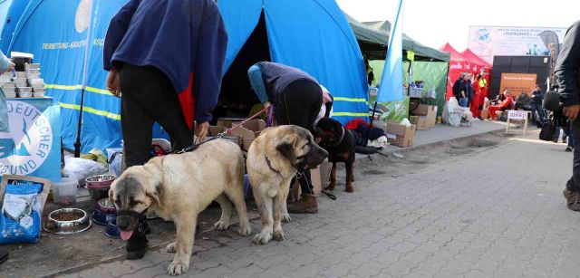 Varios canes acabados de llegar a Medyka (Polonia) desde Ucrania, después de ser atendidos por la organización animalista alemana Der Deutsche Tierschutzbund / Foto: FFM - EA