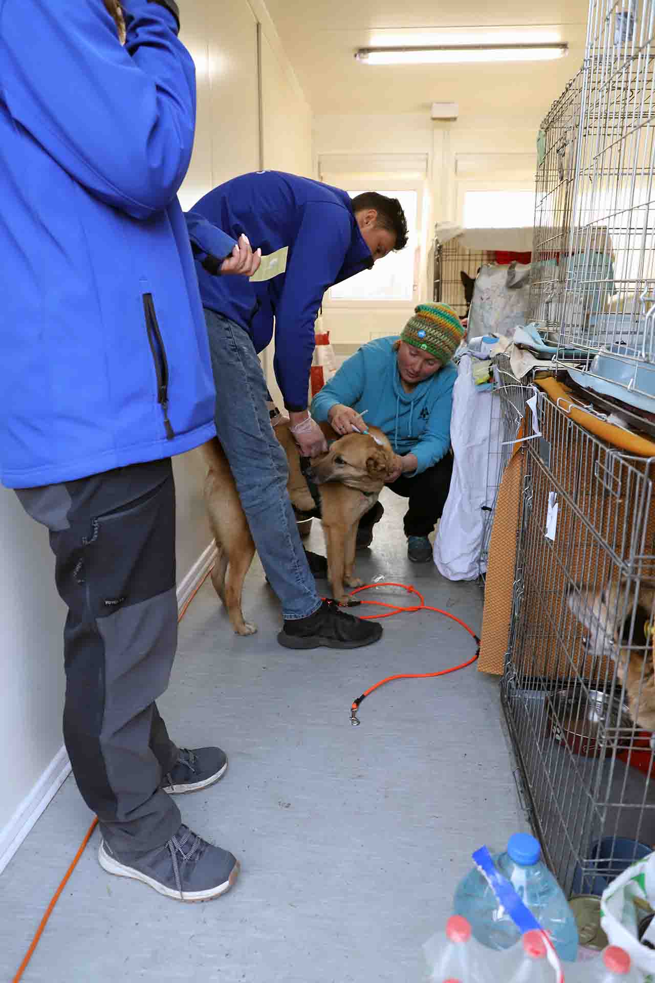 Dos veterinarios voluntarios ponen una vacuna a un perro llegado de Ucrania al centro de mascotas de Medyka, Polonia / Foto: FFM - EA 