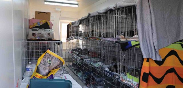 Jaulas con gatos llegados de Ucrania al centro de mascotas de Medyka, Polonia / Foto: FFM - EA