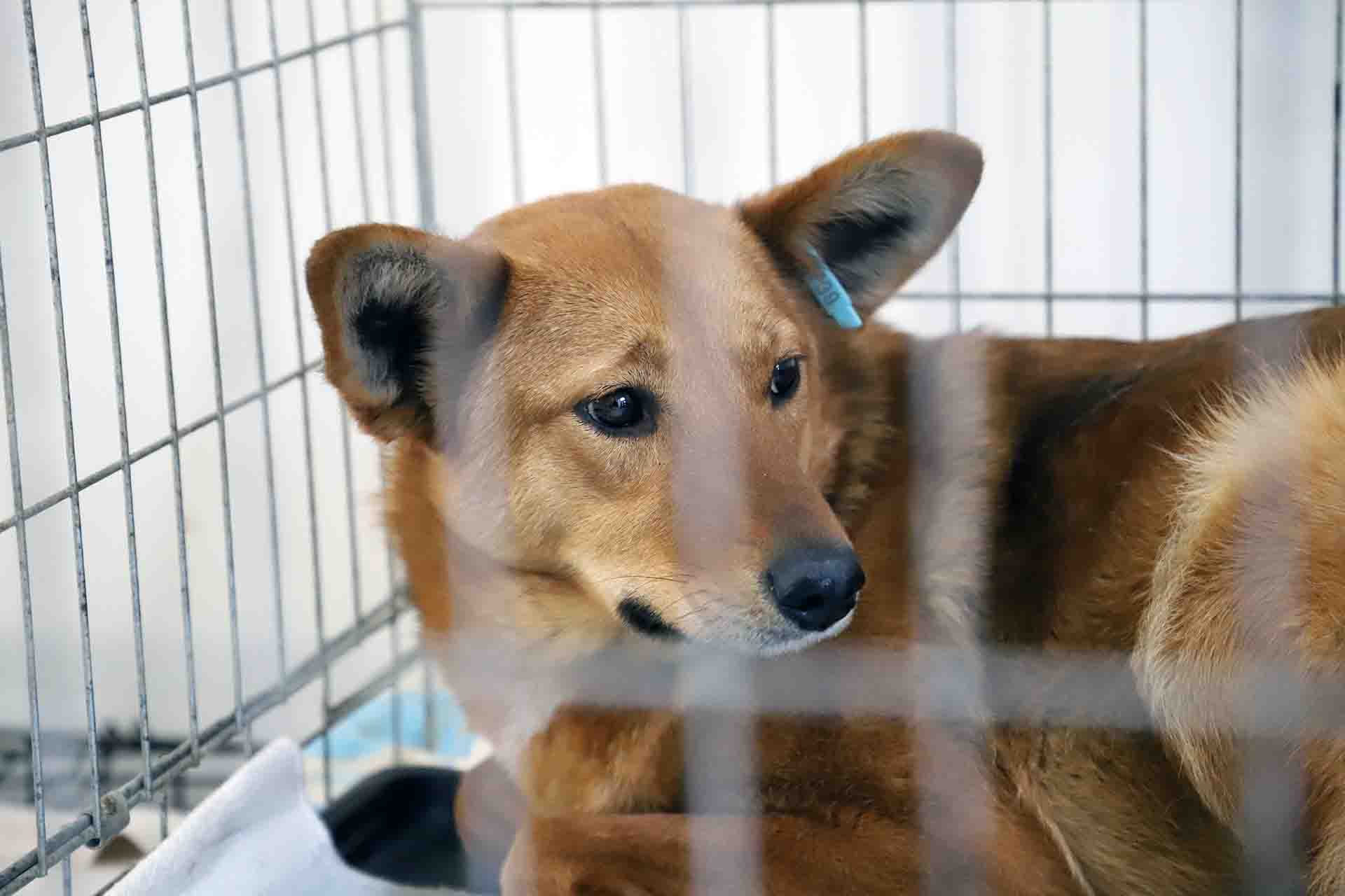 Un perro en una jaula en una unidad de curas en un contenedor en el centro de mascotas en Medyka, Polonia / Foto: FFM - EA