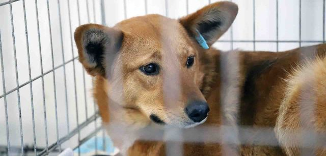 Un perro en una jaula en una unidad de curas en un contenedor en el centro de mascotas en Medyka, Polonia / Foto: FFM - EA