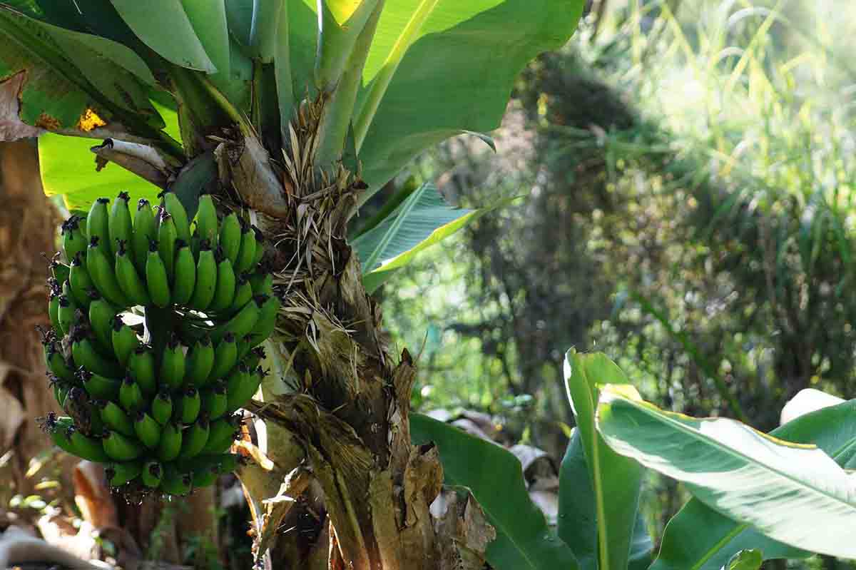 Maduración de la fruta / Foto: Pixabay