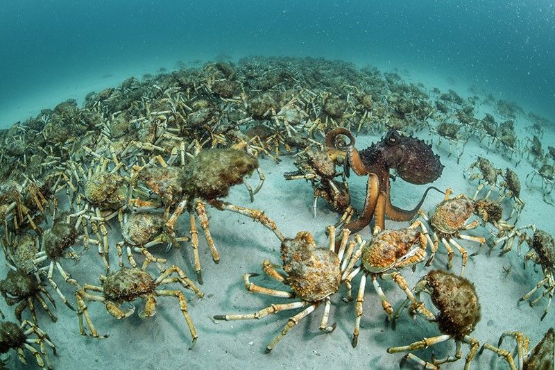 Un enorme pulpo australiano parece abrumado por la cantidad de presas con que se topa en Tasmania / Foto: Justin Gilligan - Wildlife Photographer of the Year