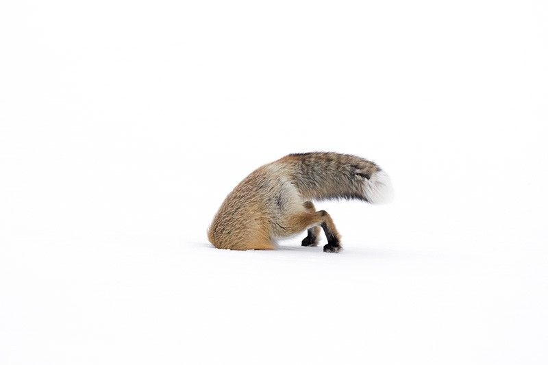 Un zorro rojo rebusca bajo la nieve en el Parque de Yellowstone (EE.UU.). La autora de la foto tiene sólo 15 años / Foto: Ashleigh Scully - Wildlife Photographer of the Year