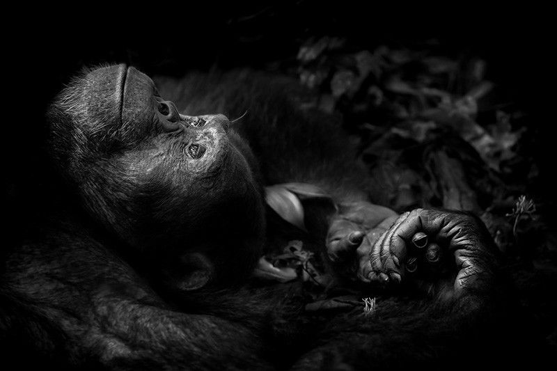 El chimpancé Totti descansa tras cortejar inútilmente a una hembra en el Parque Nacional Kibale (Uganda) / Foto: Peter Delaney - Wildlife Photographer of the Year