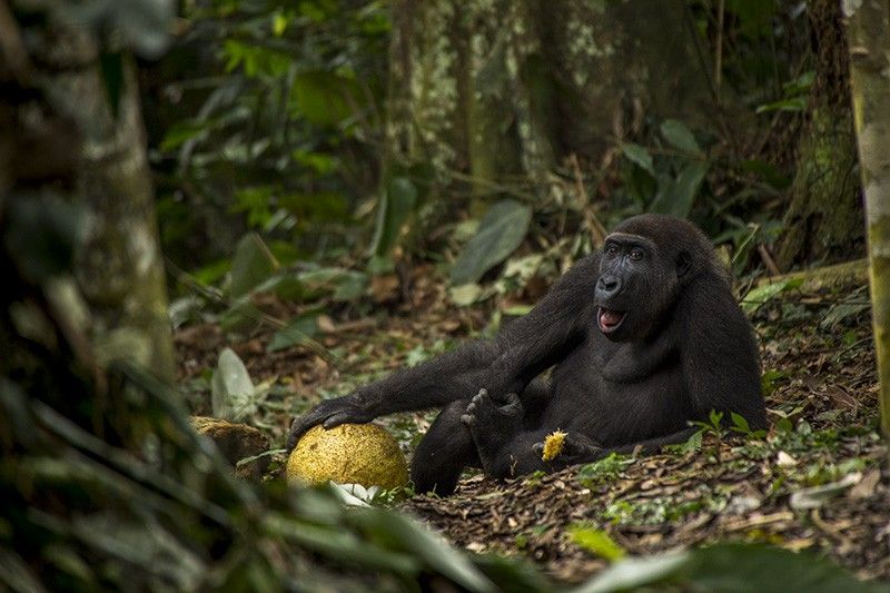 Gorila a punto de devorar una fruta del árbol del pan en el Parque Nacional Odzala (Congo). La imagen ganó el premio absoluto en categoría juvenil / Foto: Daniël Nelson - Wildlife Photographer of the Year