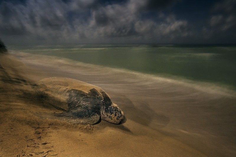 La tortuga laúd regresa al mar tras depositar sus huevos en una playa de las islas Vírgenes estadounidenses / Foto: Brian Skerry - Wildlife Photographer of the Year