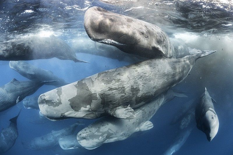 Decenas de cachalotes se frotan entre sí para liberarse mutuamente de la piel muerta en aguas de Sri Lanka / Foto: Tony Wu - Wildlife Photographer of the Year