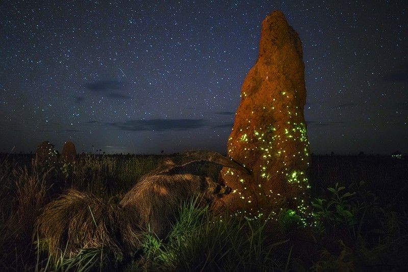 Un oso hormiguero gigante asalta un termitero iluminado por larvas luminiscentes de escarabajo en el Parque Nacional de las Emas (Brasil) / Foto: Marcio Cabral - Wildlife Photographer of the Year