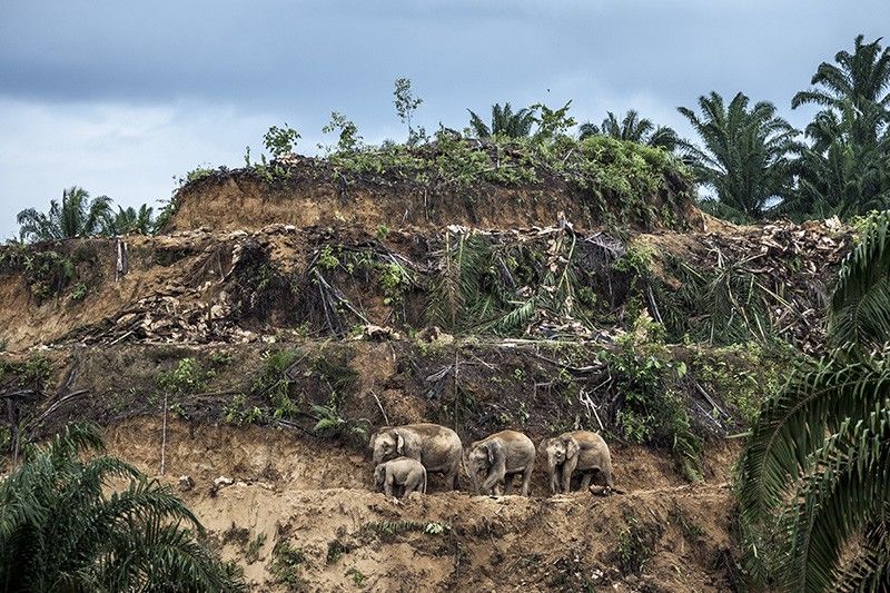 Un grupo de elefantes en una selva devastada para cultivar aceite de palma en la parta malasia de Borneo / Foto: Aaron Gekoski - Wildlife Photographer of the Year
