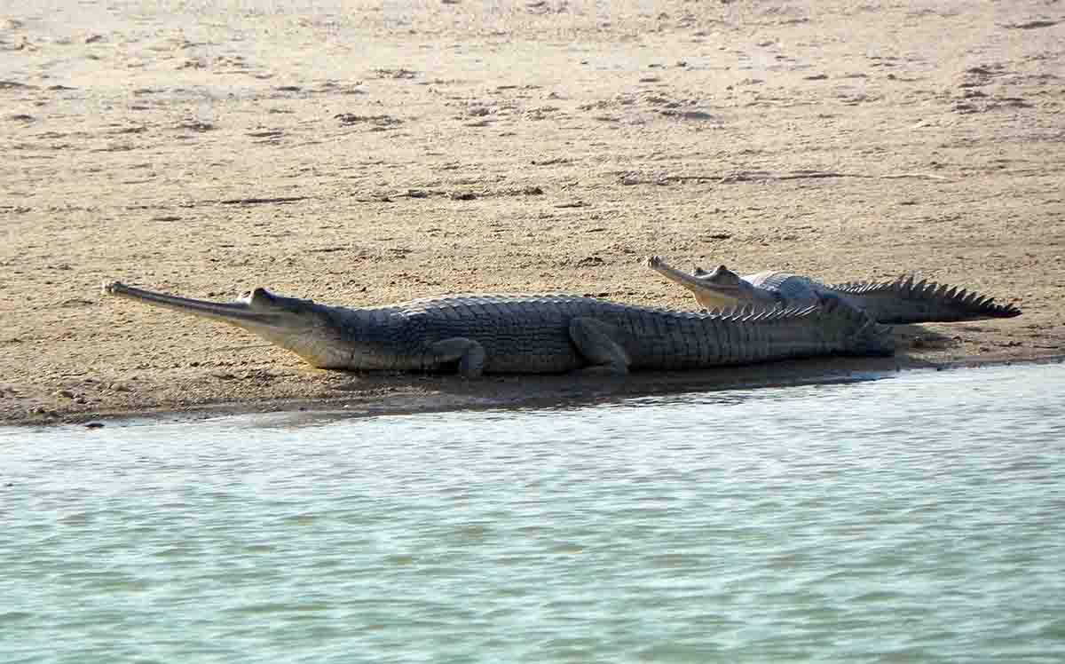 El gavial es uno de los reptiles más amenazados / Foto: Pixabay