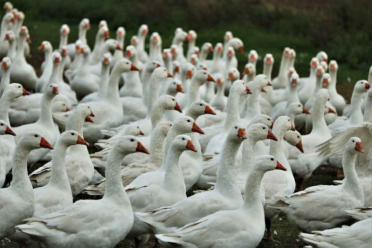 Primer caso humano conocido de infección por el virus gripe aviar a humanos.  Normalmente se infectan los gansos y los patos y las gaviotas / Foto: Pixabay