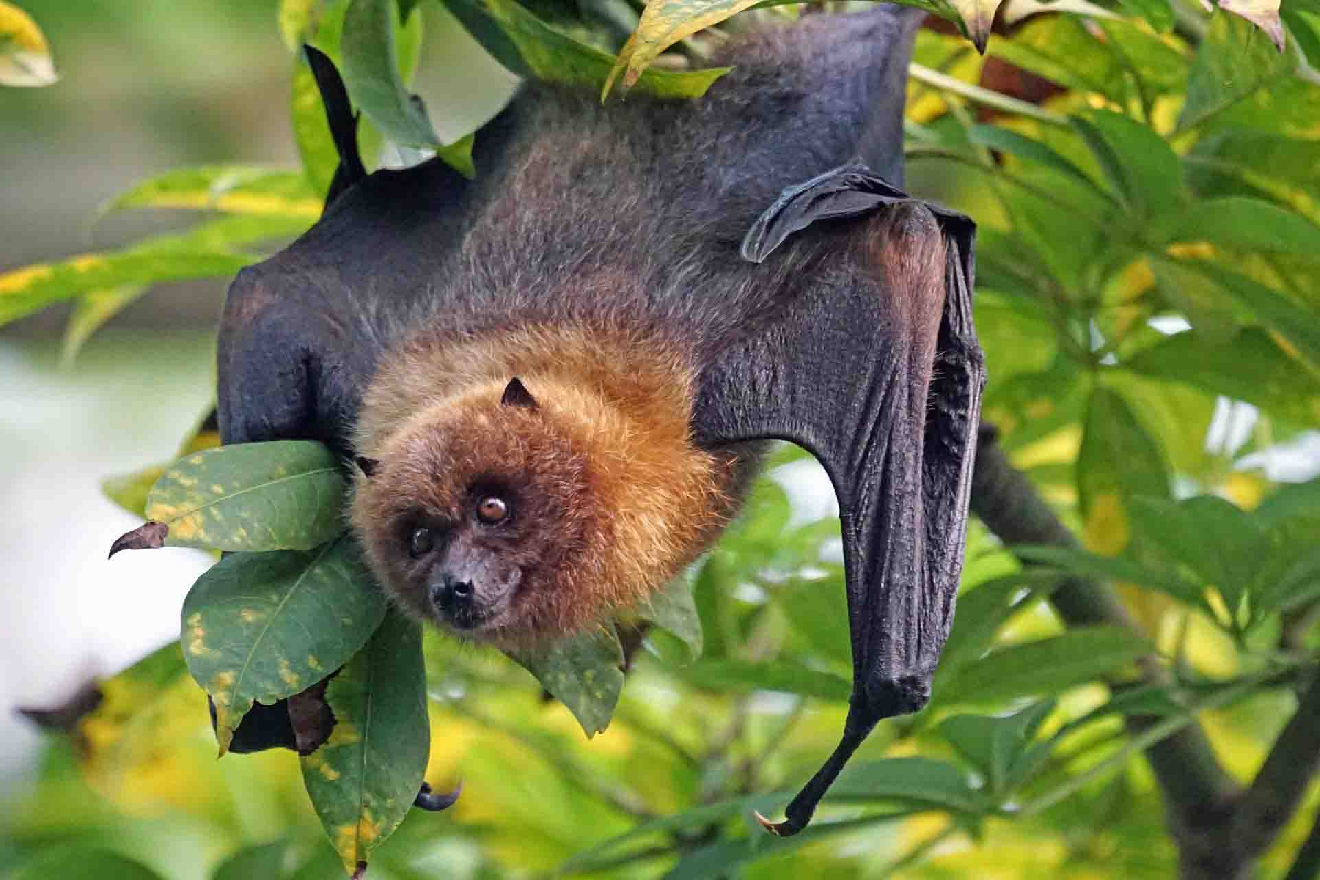 El cambio climático en los murciélagos, que representan la mayoría de los nuevos virus compartidos / Foto: Pixabay