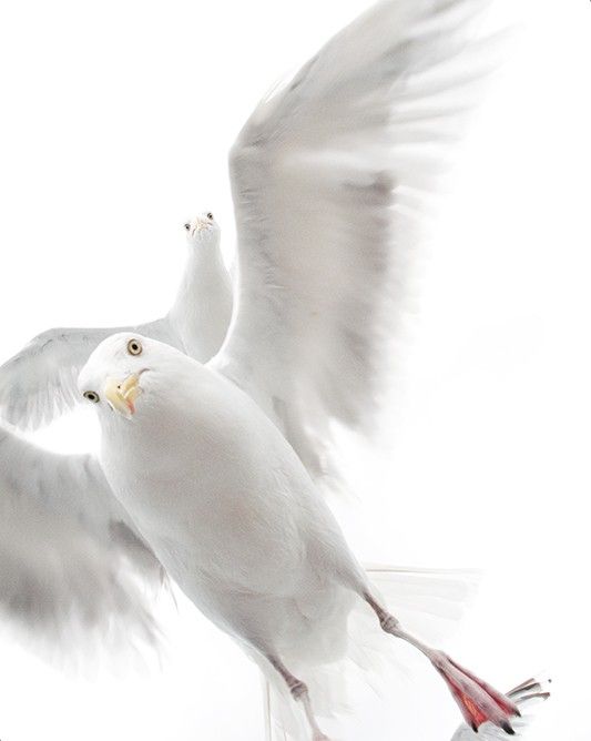 Tomada por una niña italiana de 5 años y medio durante un viaje en barco con su familia por las costas de Noruega mientras las aves que se aproximaban a los pasajeros que les lanzaban pan / Foto: Ekaterina Bee - Wildlife Photographer of the Year