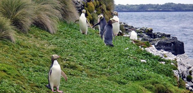 Megadyptes antipodes en la Isla de Enderby, Nueva Zelanda / Foto: WMC