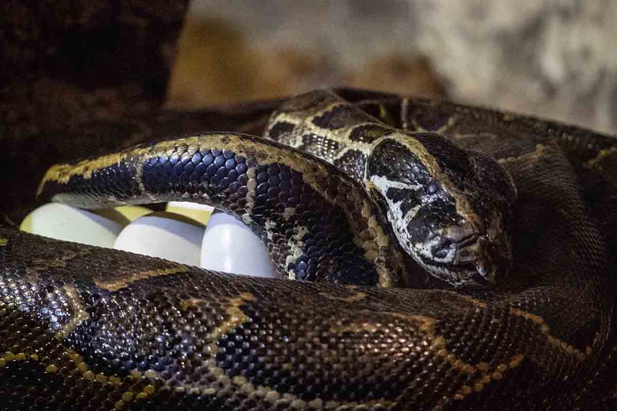 Puesta de huevos de la pitón de Seba en el  Bioparc Valencia / Foto: Bioparc Valencia - EP