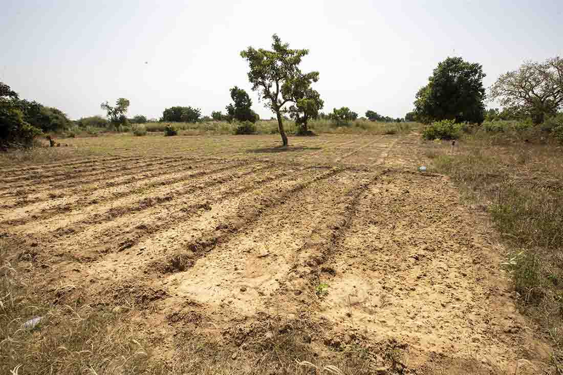 Un campo de cultivo seco. Víctimas de una nueva "guerra del agua" / Foto: Nicolas Maeterlinck - EP