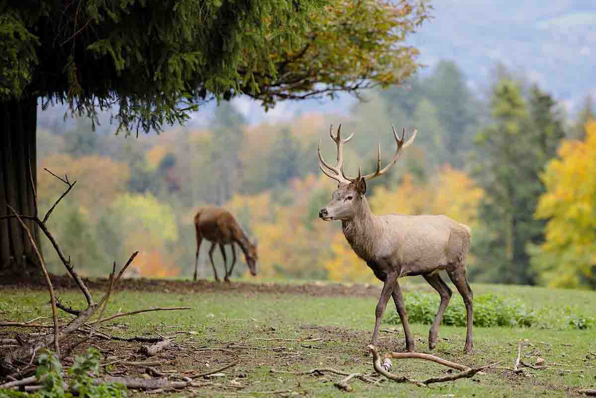 Decenas de ciervos muertos en el Parque Natural Sierra de Baza / Foto: Pixabay