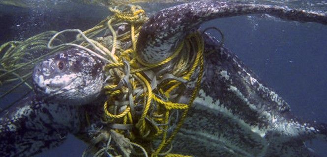 Una tortuga laúd atrapada entre cuerdas de pesca / Foto: Kate Charles - OS