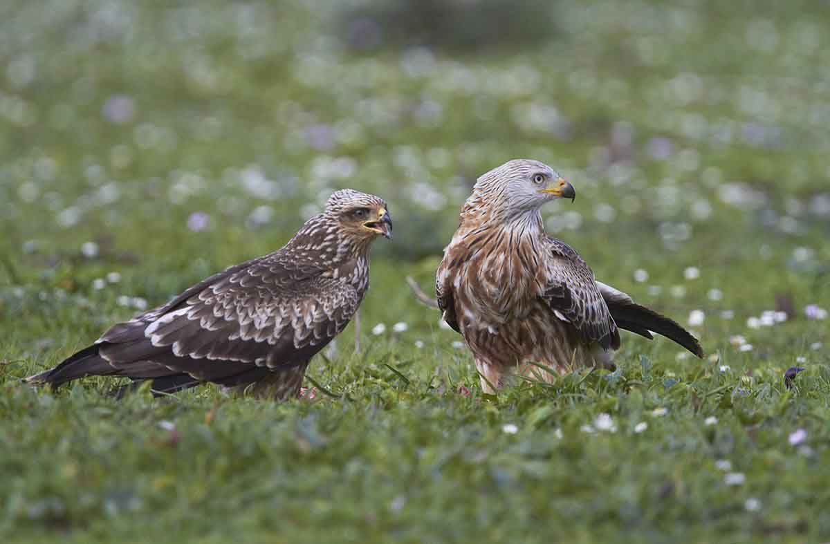 El milano real es una de las especies más afectadas por el veneno. SEO/BirdLife acerca la realidad de los delitos ambientales / Foto: EP