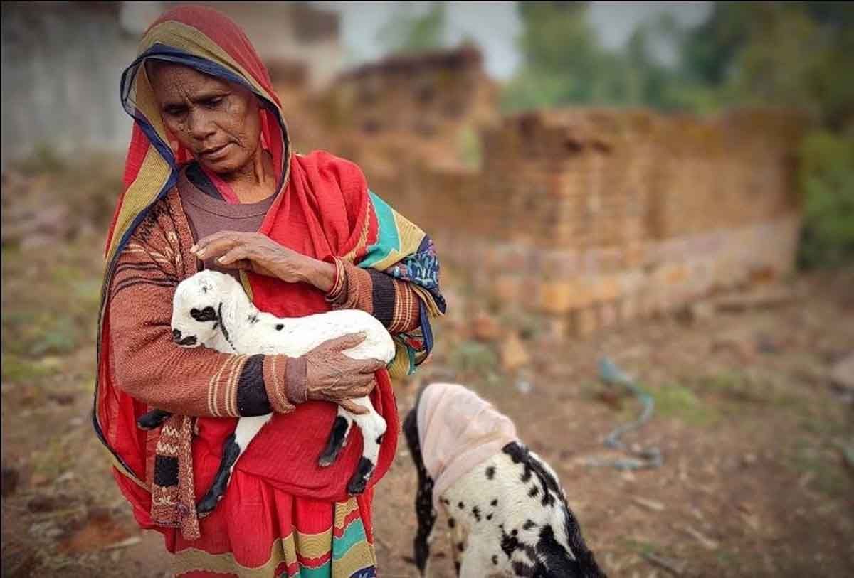 La población ha de proteger sus animales del calor extremo. Alerta por los 62ºC alcanzados en la India / Foto: EP