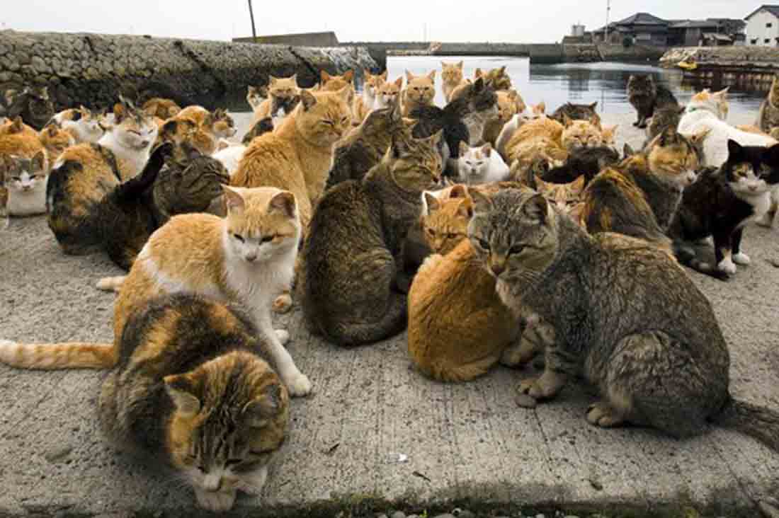 Las leyes de bienestar animal no deberían proteger a gatos callejeros / Foto: EP