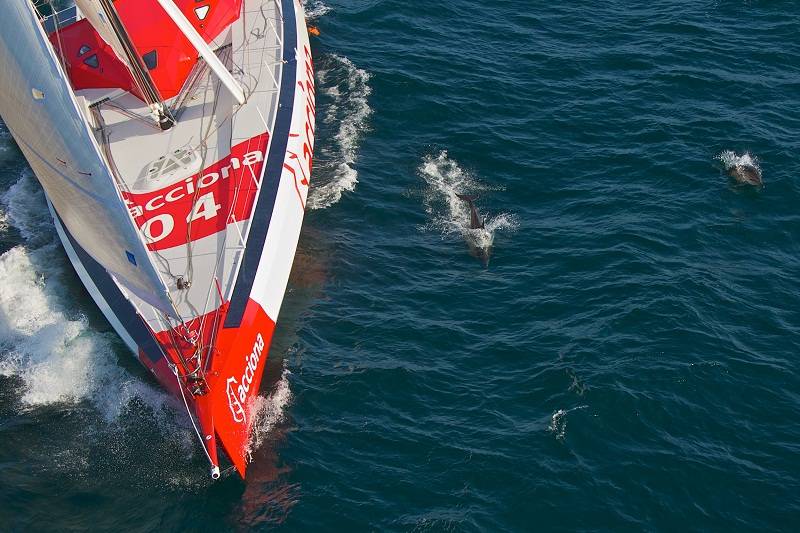 Unos delfines listados acompañan al velero ecológico durante su navegación / Foto: Acciona 100% EcoPowered