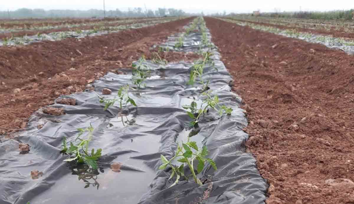 Agricultores ecológicos evitan el uso de 228,6 km de plástico de acolchado / Foto: EP