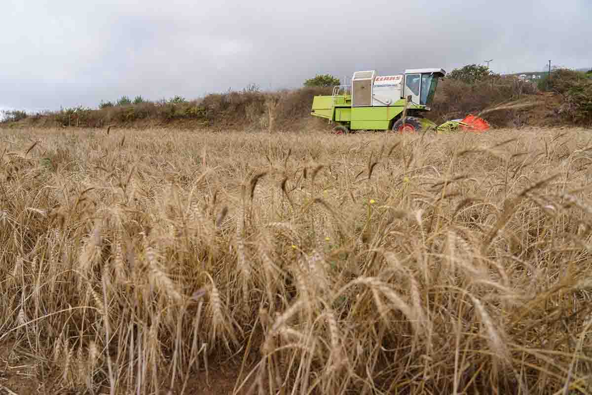 El cambio climático hace peligrar los cultivos. Pérdidas de 550 millones de euros / Foto: EP